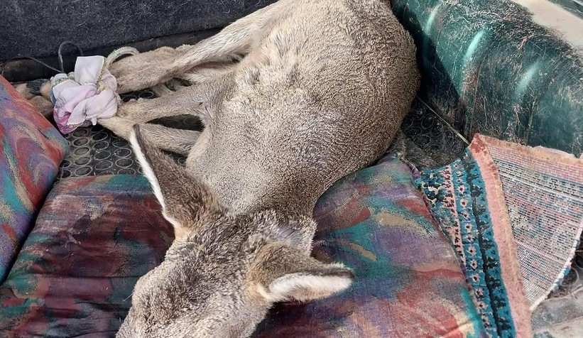 Karacayı son anda kurtardılar