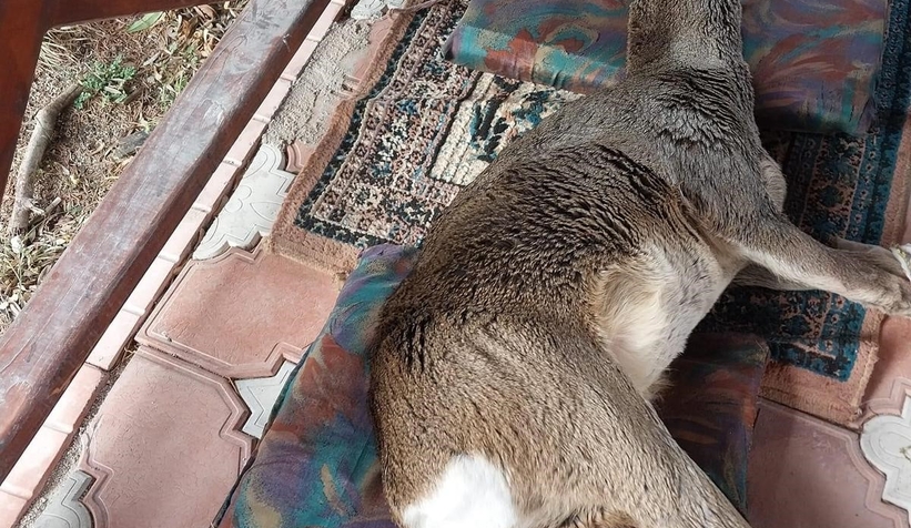 Karacayı son anda kurtardılar