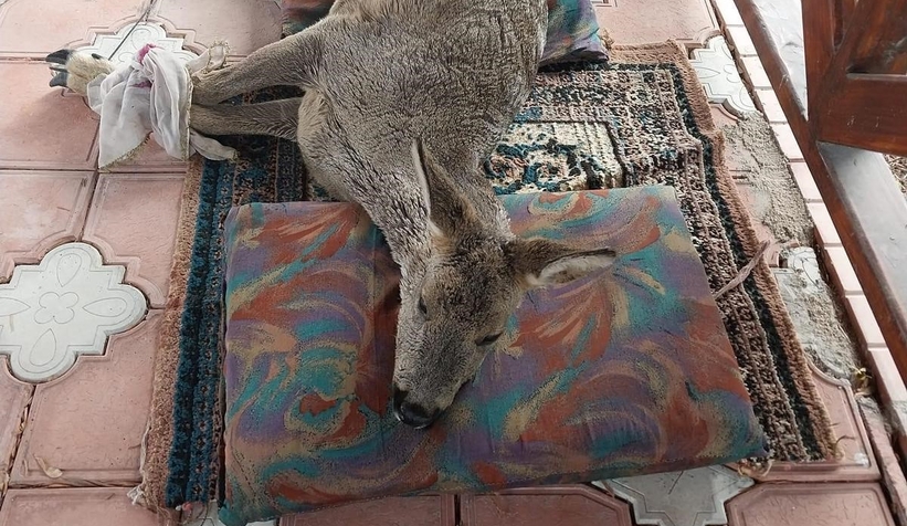 Karacayı son anda kurtardılar