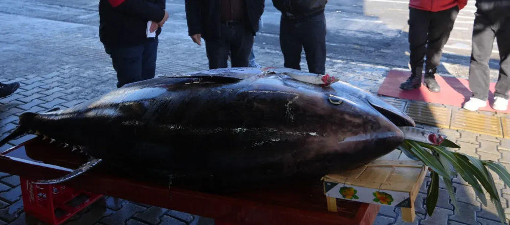 karadeniz-der-dev-orkinos-yakalandicmd0nzbnvf