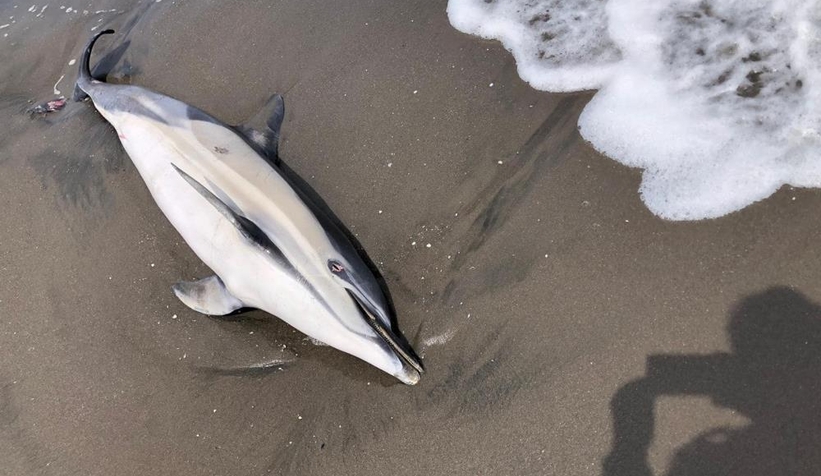 Karadenizde korkutan gelişme karaya vurdular