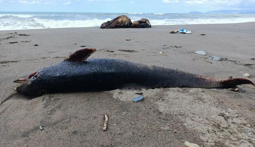 Karadenizde korkutan gelişme karaya vurdular