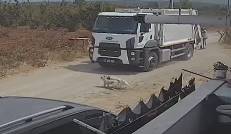 Karapürçek’te çöp kamyonu iki köpeği ezdi