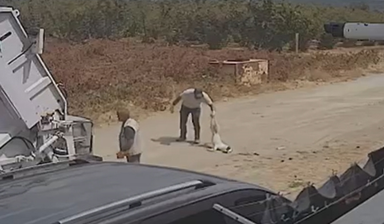 Karapürçek’te çöp kamyonu iki köpeği ezdi