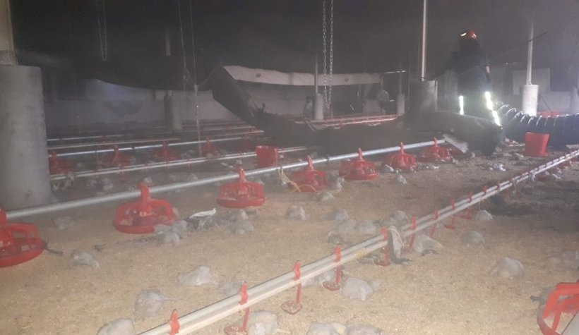 Karasu'da 12 bin civciv telef oldu