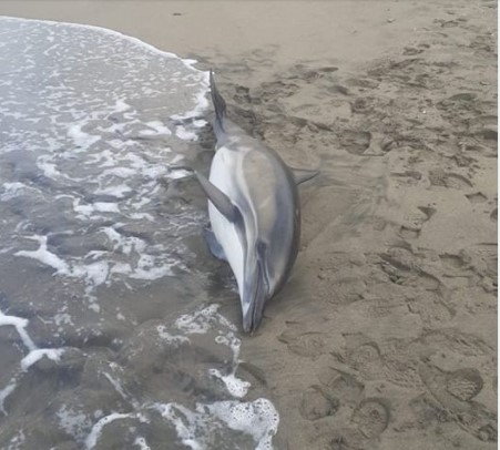 Karasu'da 3 yunus sahile vurdu