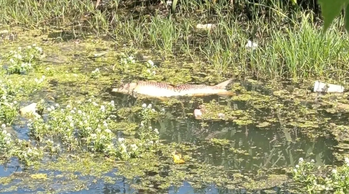 Karasu da balık ölümleri