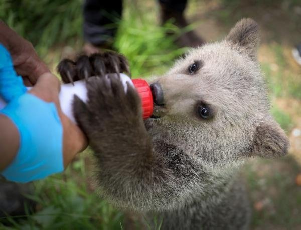 Karasu'da bulunmuştu; Dolunay'ı biberonla besliyorlar