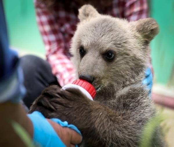 Karasu'da bulunmuştu; Dolunay'ı biberonla besliyorlar