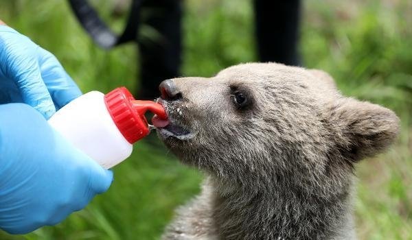 Karasu'da bulunmuştu; Dolunay'ı biberonla besliyorlar