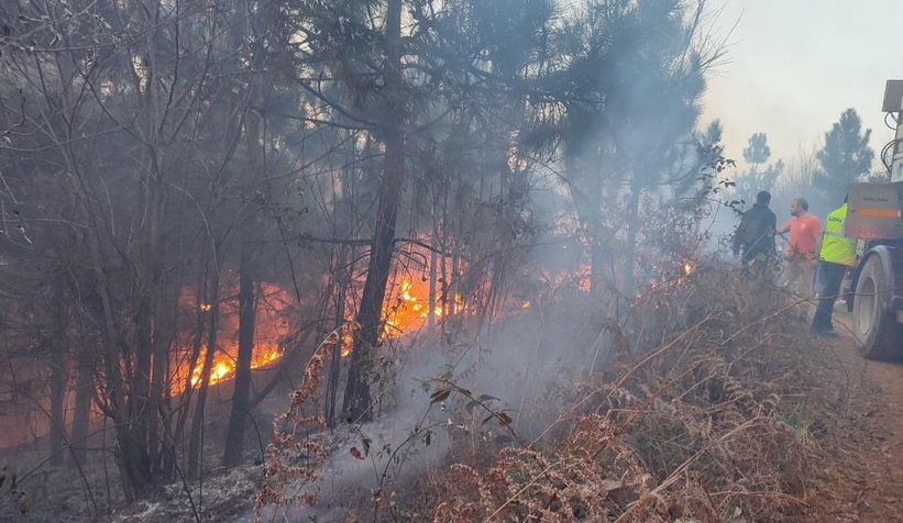 Karasu'da orman yangını