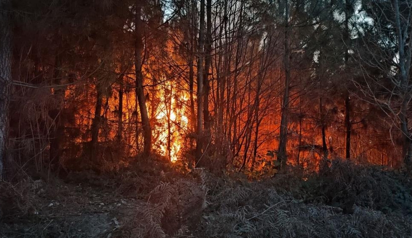 Karasu'da orman yangını