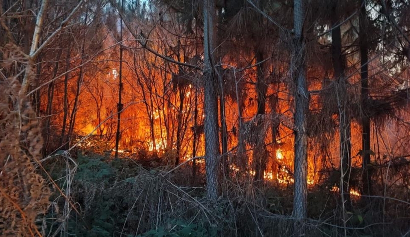 Karasu'da orman yangını