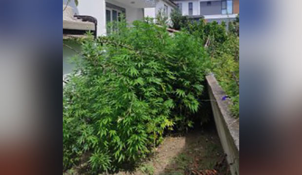 Karasu'da uyuşturucu operasyonu 