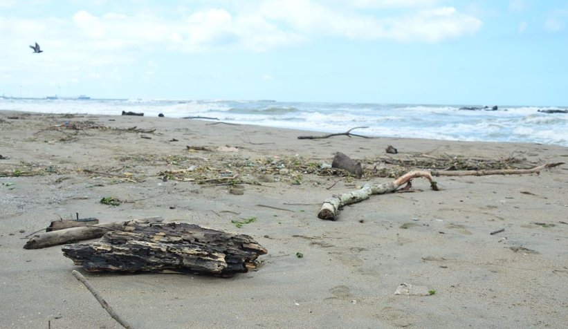 Karasu sahili kütük, dal parçalarıyla doldu