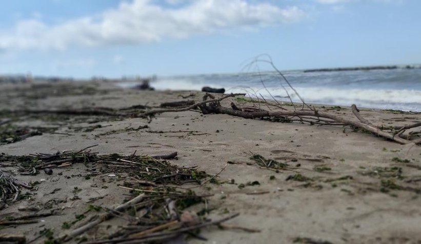 Karasu sahili kütük, dal parçalarıyla doldu