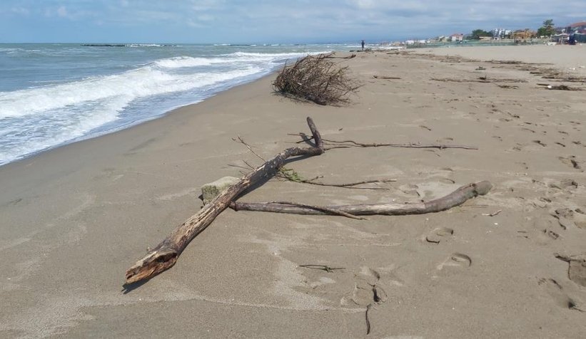 Karasu sahili kütük, dal parçalarıyla doldu