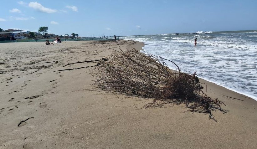 Karasu sahili kütük, dal parçalarıyla doldu