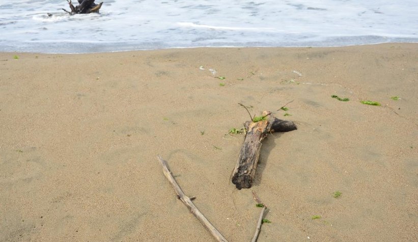 Karasu sahili kütük, dal parçalarıyla doldu