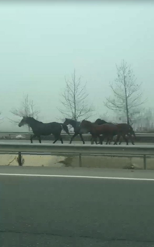 karayoluna-cikan-atlar-saskinlik-olusturduntg0ewlmk2