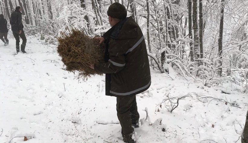 Karda aç kalmamaları için ormana yemler bırakıldı
