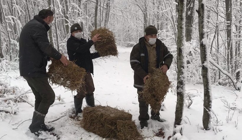 Karda aç kalmamaları için ormana yemler bırakıldı