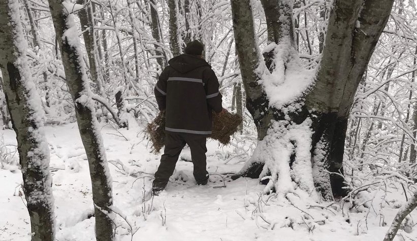 Karda aç kalmamaları için ormana yemler bırakıldı