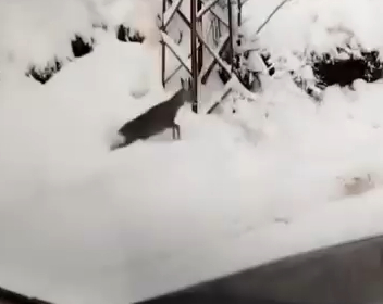 karda-karaca-surprizic3rlnedjsv