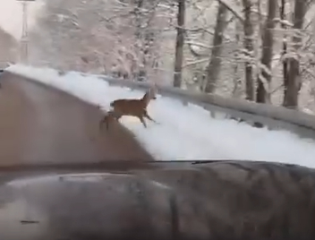 karda-karaca-surprizic3rlnedjsv