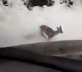 karda-karaca-surprizic3rlnedjsv