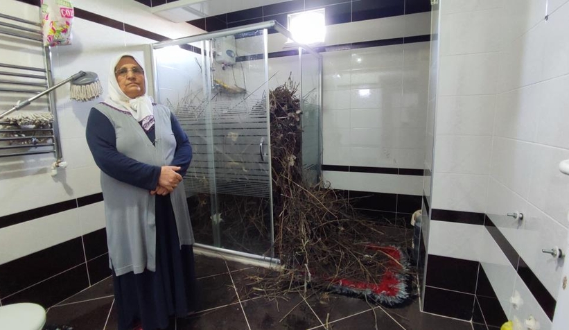 Kargalar duşakabini dallarlar doldurdu