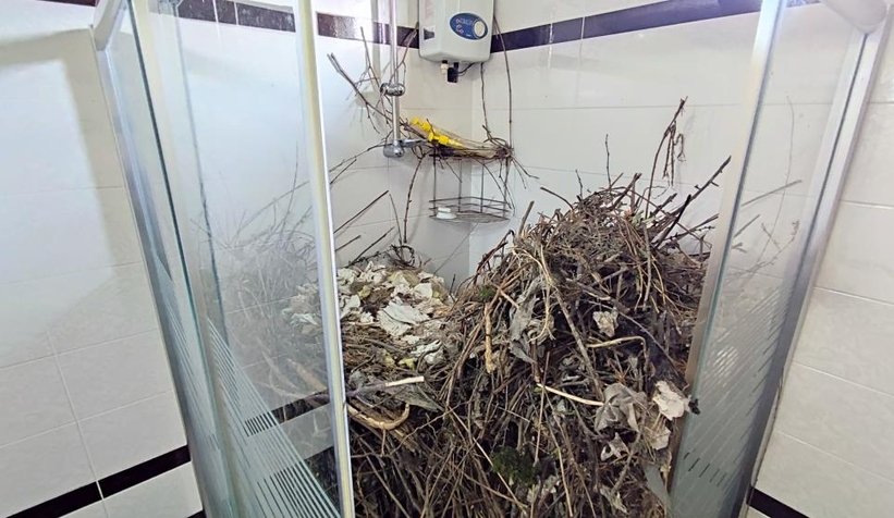 Kargalar duşakabini dallarlar doldurdu