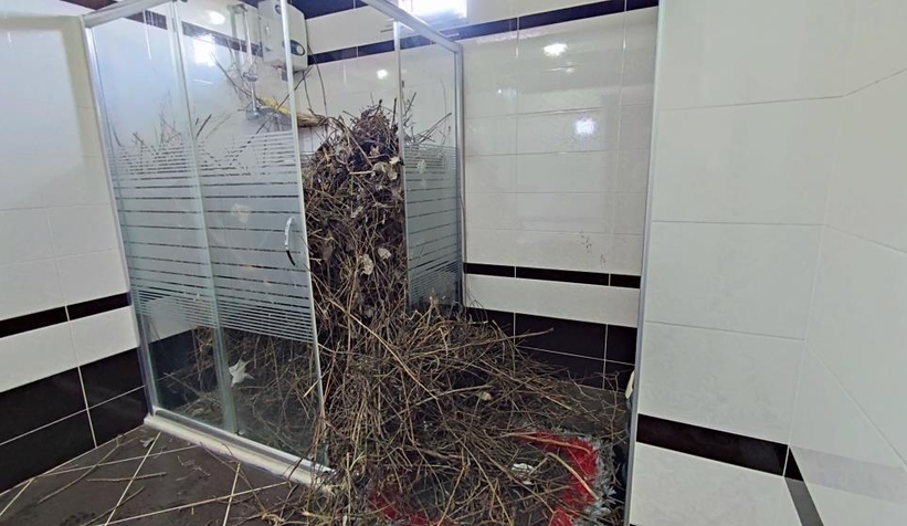 Kargalar duşakabini dallarlar doldurdu