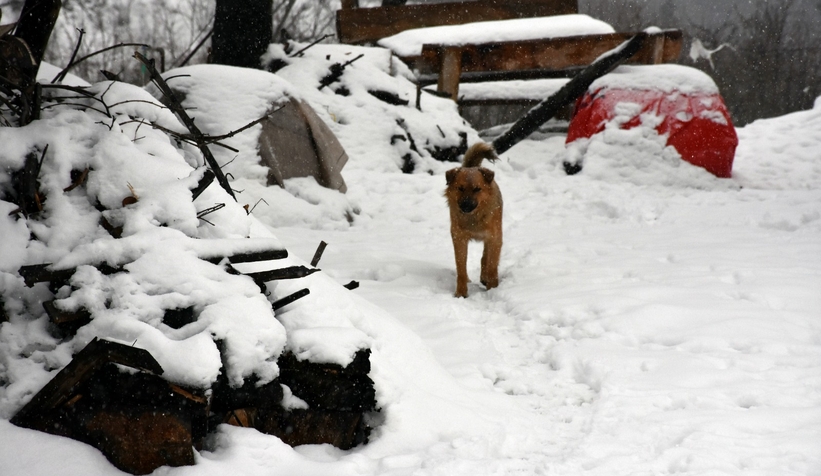 Karın tadını bu kez çocuklar değil, yetişkinler çıkardı