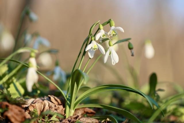 Karlar eridi, kardelenler çiçek açtı