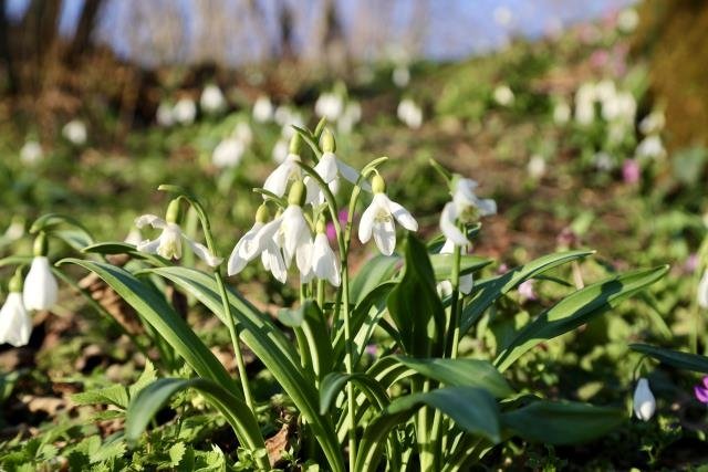Karlar eridi, kardelenler çiçek açtı