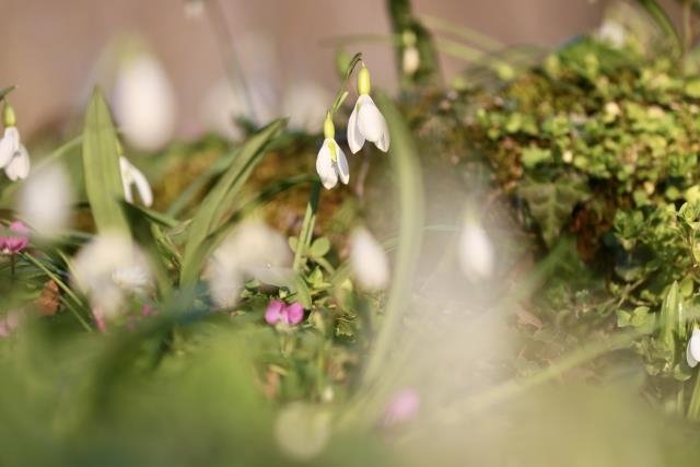 Karlar eridi, kardelenler çiçek açtı