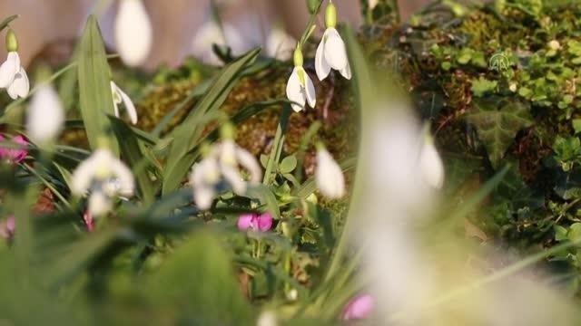 Karlar eridi, kardelenler çiçek açtı