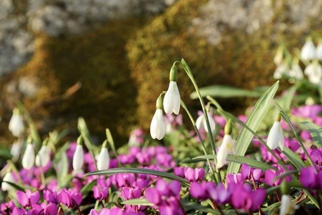 Karlar eridi, kardelenler çiçek açtı