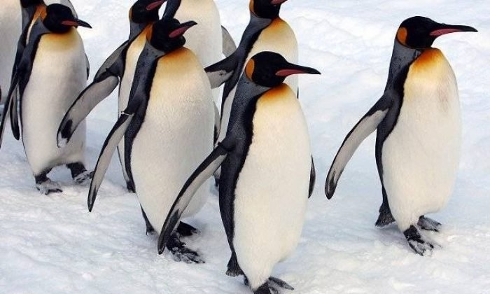 karli-ve-buzlu-yolda-penguen-yuruyusu-teknigini-uygulayinvev1smzrt0