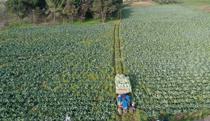 Karnabahar üreticinin yüzünü güldürmedi