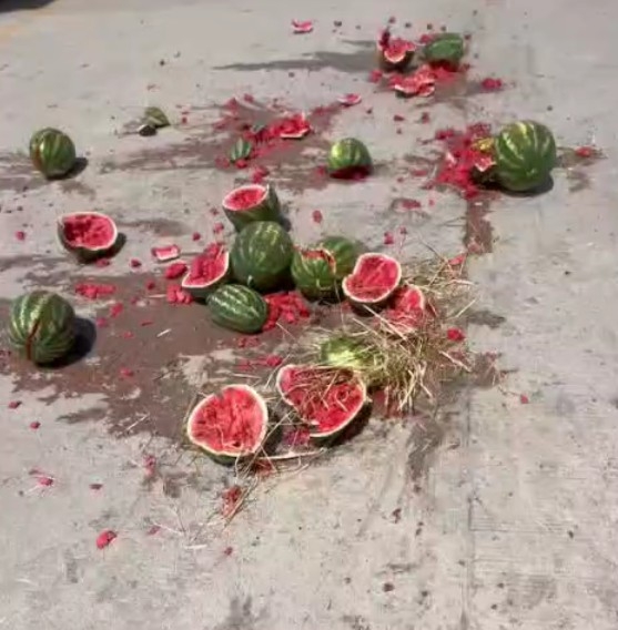 Karpuz para etmedi üretici isyan etti