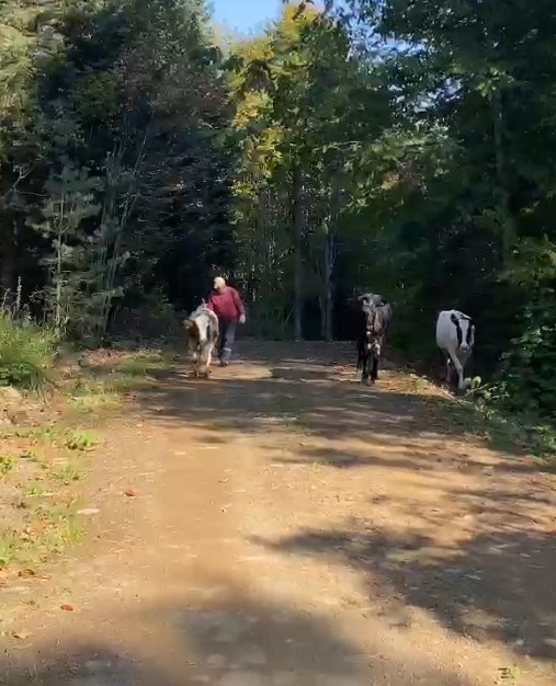 kayip-inekleri-milli-sporcu-buldubm56szu1zy