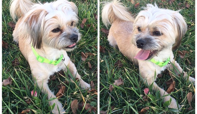 Kayıp köpeği bulana para ödülü verilecek