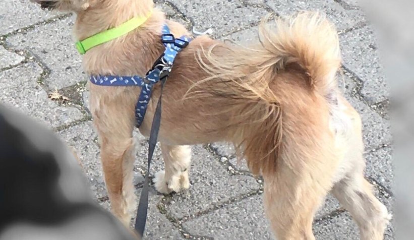 Kayıp köpeği bulana para ödülü verilecek