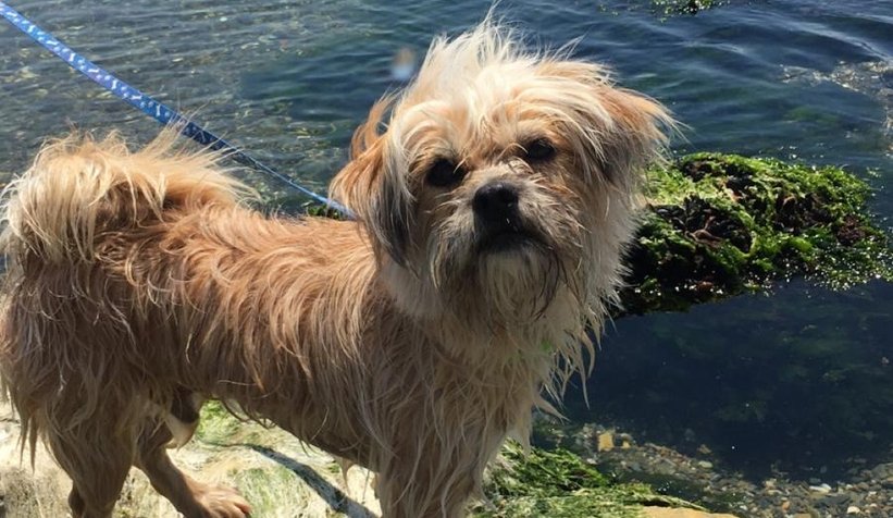 Kayıp köpeği bulana para ödülü verilecek