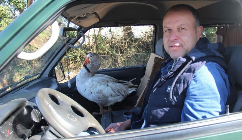 Kaz ile yol arkadaşlığı şaşırtıyor