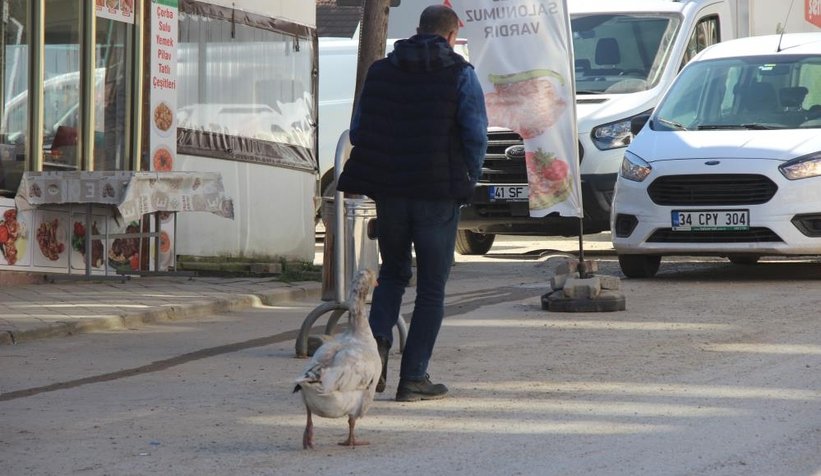 Kaz ile yol arkadaşlığı şaşırtıyor