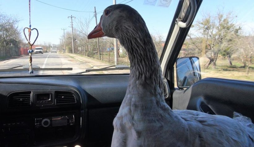 Kaz ile yol arkadaşlığı şaşırtıyor