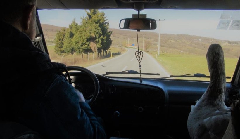 Kaz ile yol arkadaşlığı şaşırtıyor